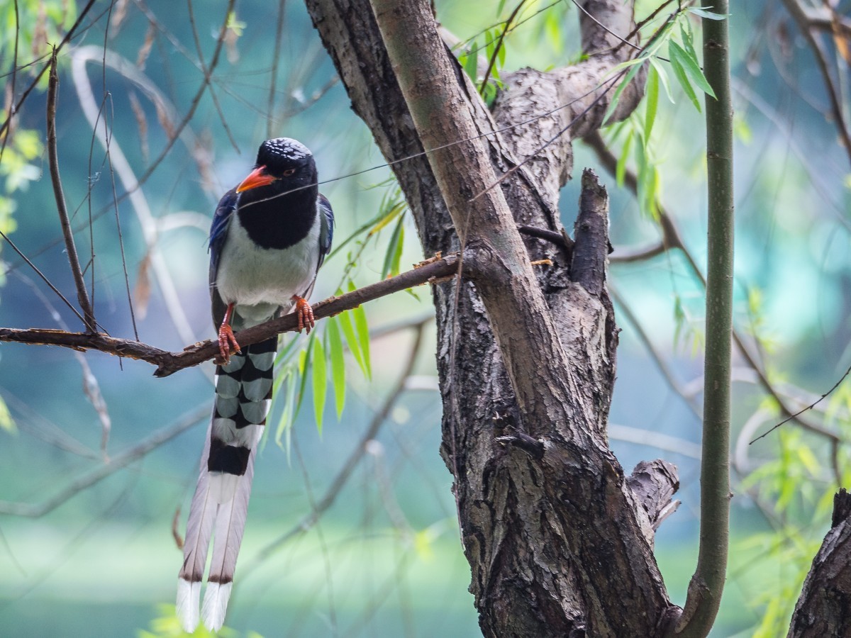 菜鸟拍的鸟（E-M10 II+奥巴75-300 f4.8-6.7 II）
