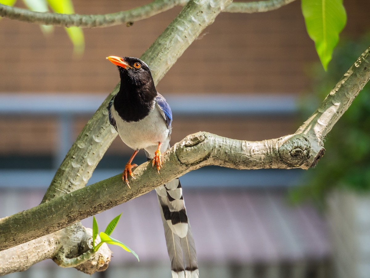 菜鸟拍的鸟（E-M10 II+奥巴75-300 f4.8-6.7 II）