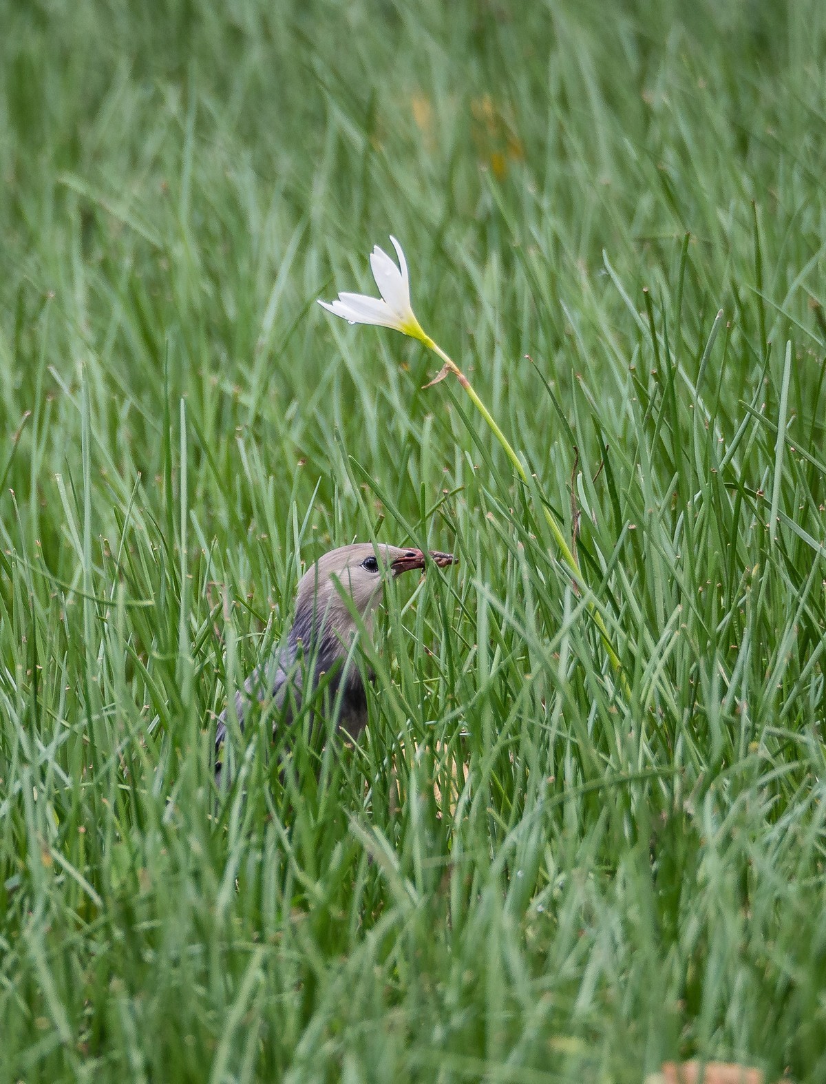 菜鸟拍的鸟（E-M10 II+奥巴75-300 f4.8-6.7 II）