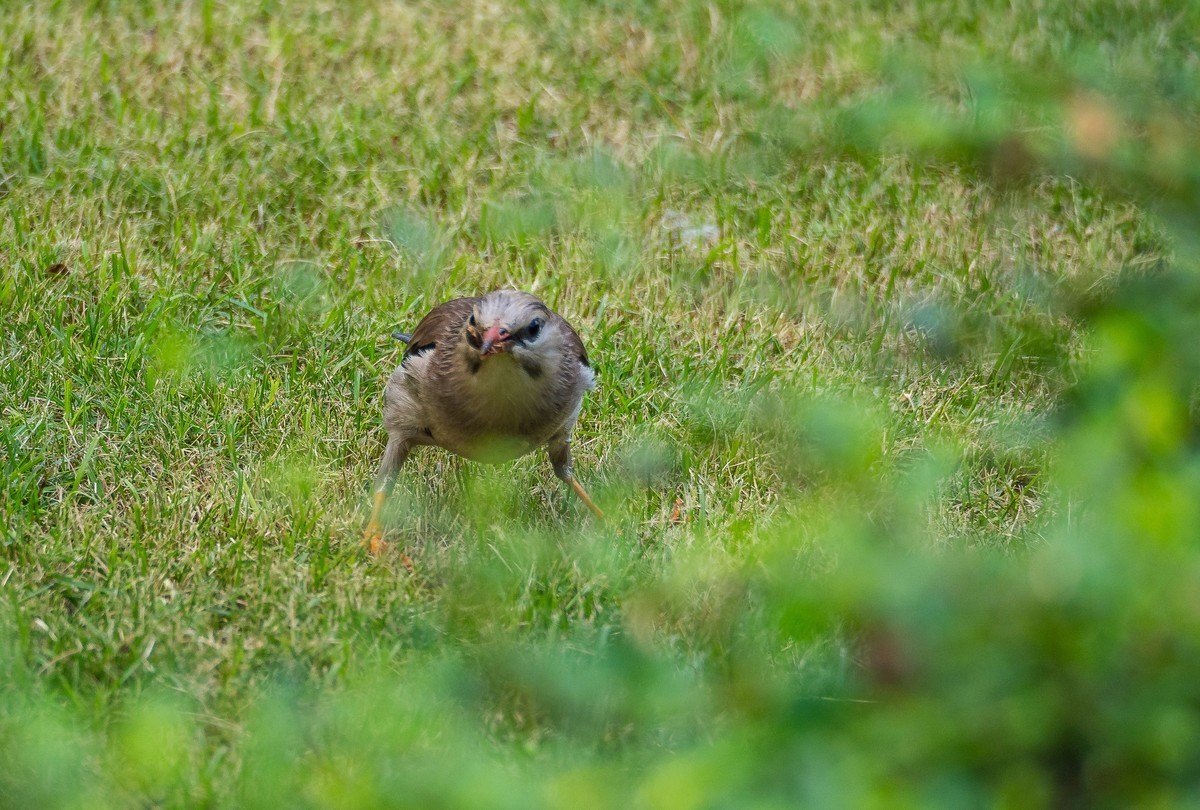 菜鸟拍的鸟（E-M10 II+奥巴75-300 f4.8-6.7 II）