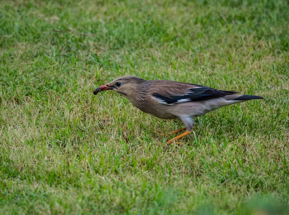 菜鸟拍的鸟（E-M10 II+奥巴75-300 f4.8-6.7 II）