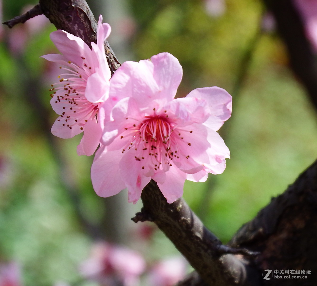 红叶梨花开