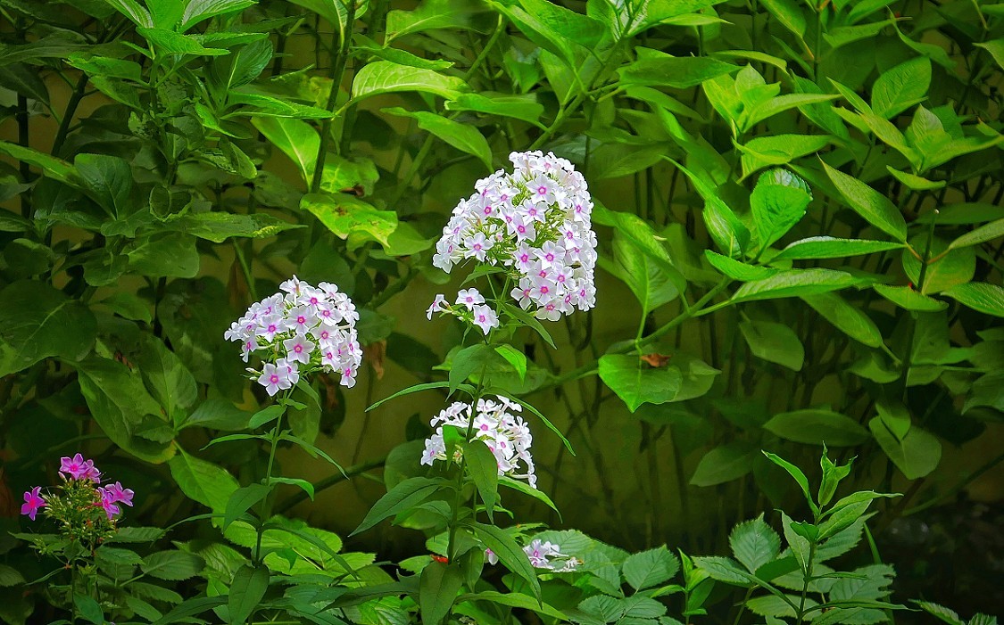 《乱》指的是片的内容各不同，不系统，看着什么能出理想的片就拍什么。哈哈！