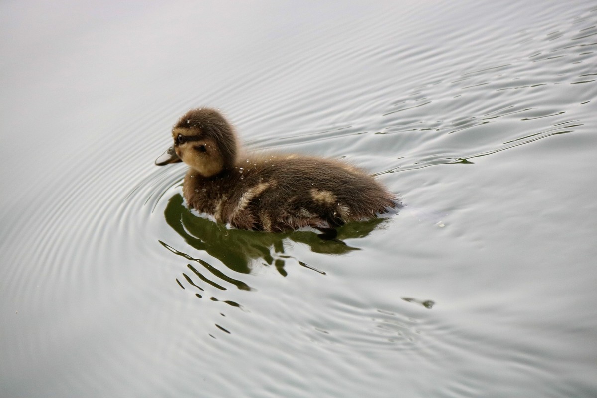 一拨一拨的野鸭子长大了