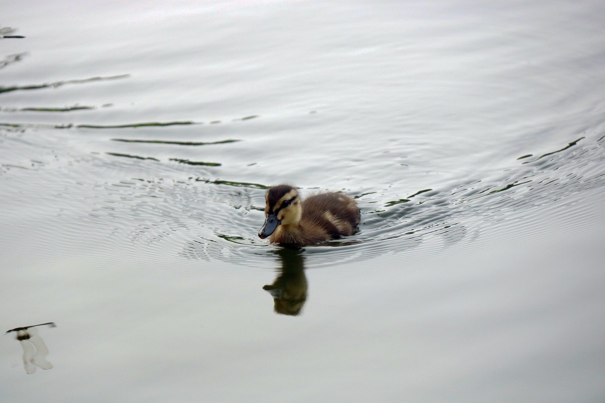 一拨一拨的野鸭子长大了