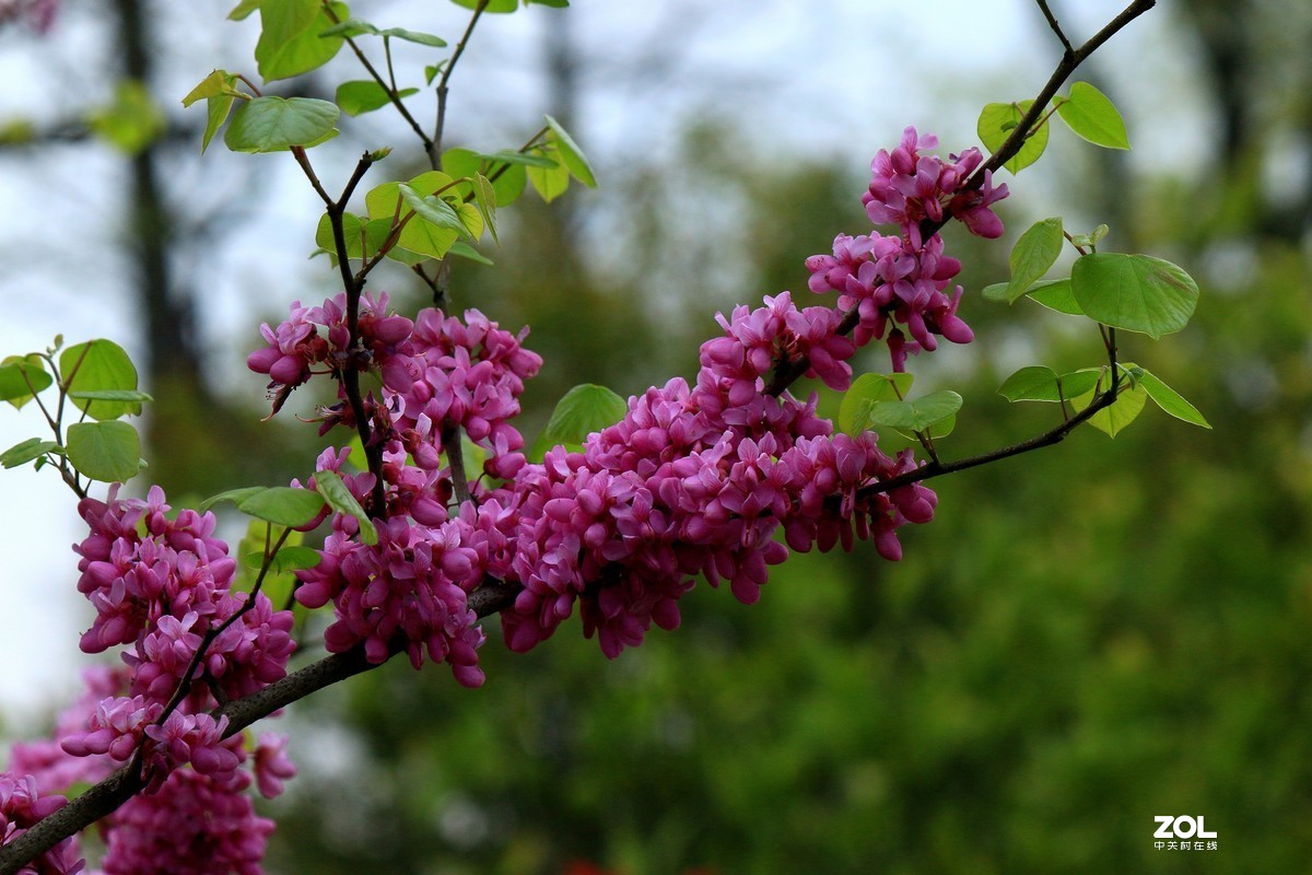 杂拍-草长莺飞湘湖翠