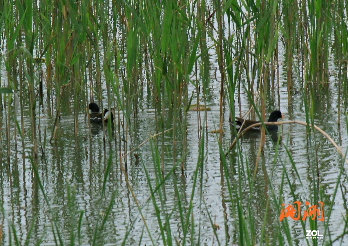 杂拍-草长莺飞湘湖翠