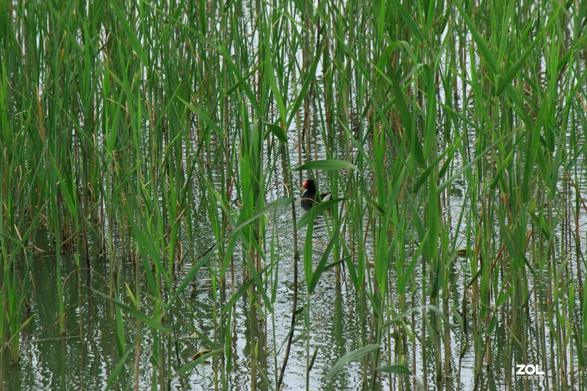杂拍-草长莺飞湘湖翠