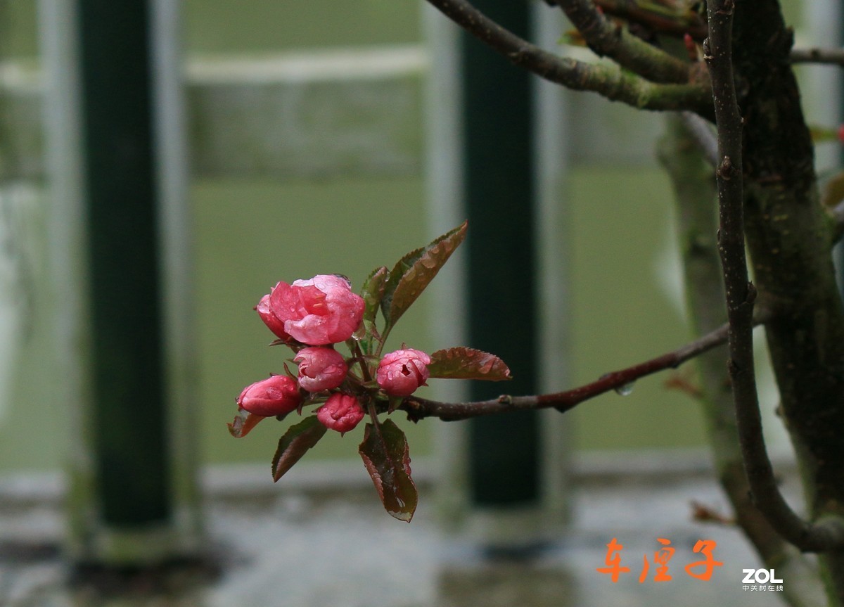 杂拍-草长莺飞湘湖翠