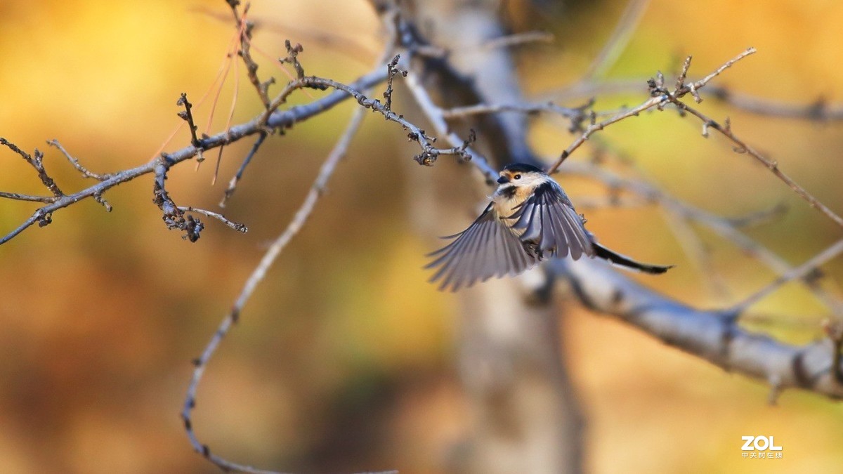 教你如何发挥出极致的创作力 摄影师安妮谈佳能生态旗舰机