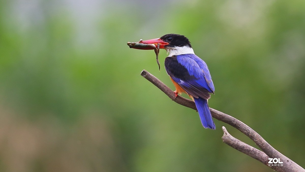 教你如何发挥出极致的创作力 摄影师安妮谈佳能生态旗舰机