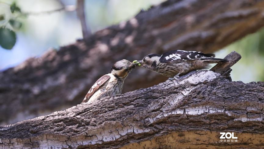 教你如何发挥出极致的创作力 摄影师安妮谈佳能生态旗舰机