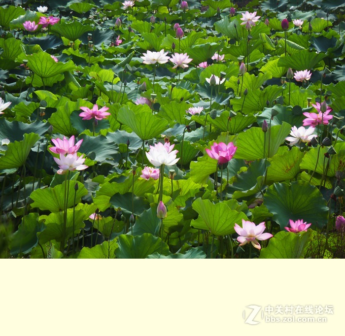 香河荷花3