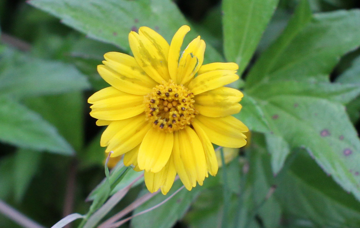 花朵试拍--日本镜头太苦玛Takumar 28mm F3.5