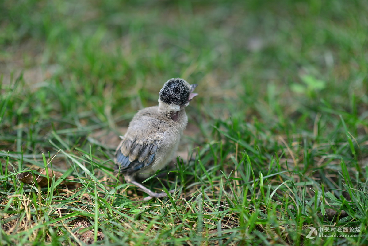 校内受伤幼鸟被送至鸟类保护协会基地-四川农业大学档案馆