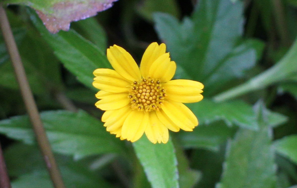 花朵试拍--日本镜头太苦玛Takumar 28mm F3.5
