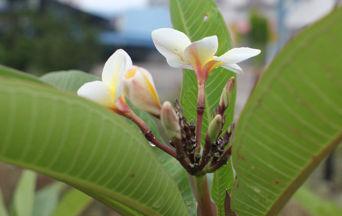 花朵试拍--日本镜头太苦玛Takumar 28mm F3.5