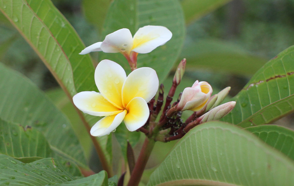 花朵试拍--日本镜头太苦玛Takumar 28mm F3.5