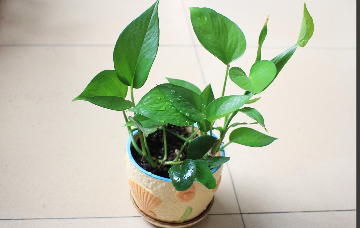 花朵试拍--日本镜头太苦玛Takumar 28mm F3.5