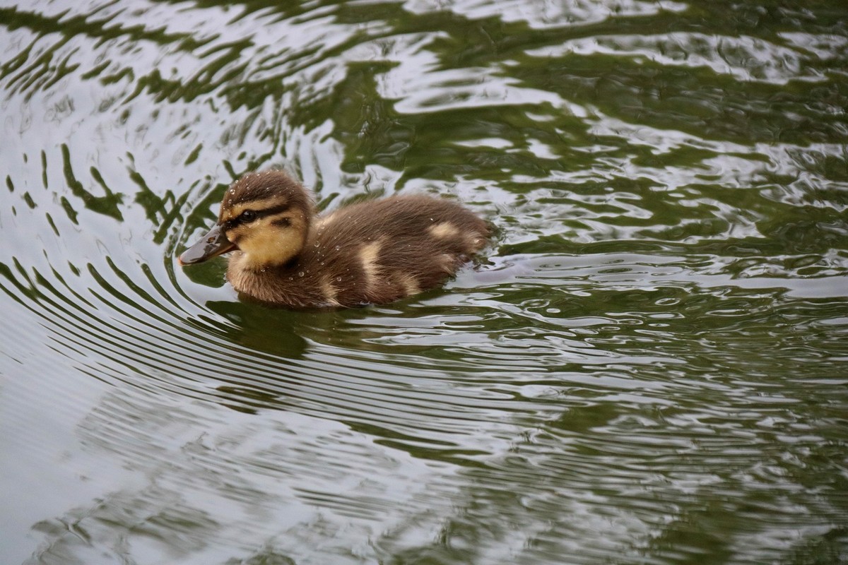 一拨一拨的野鸭子长大了