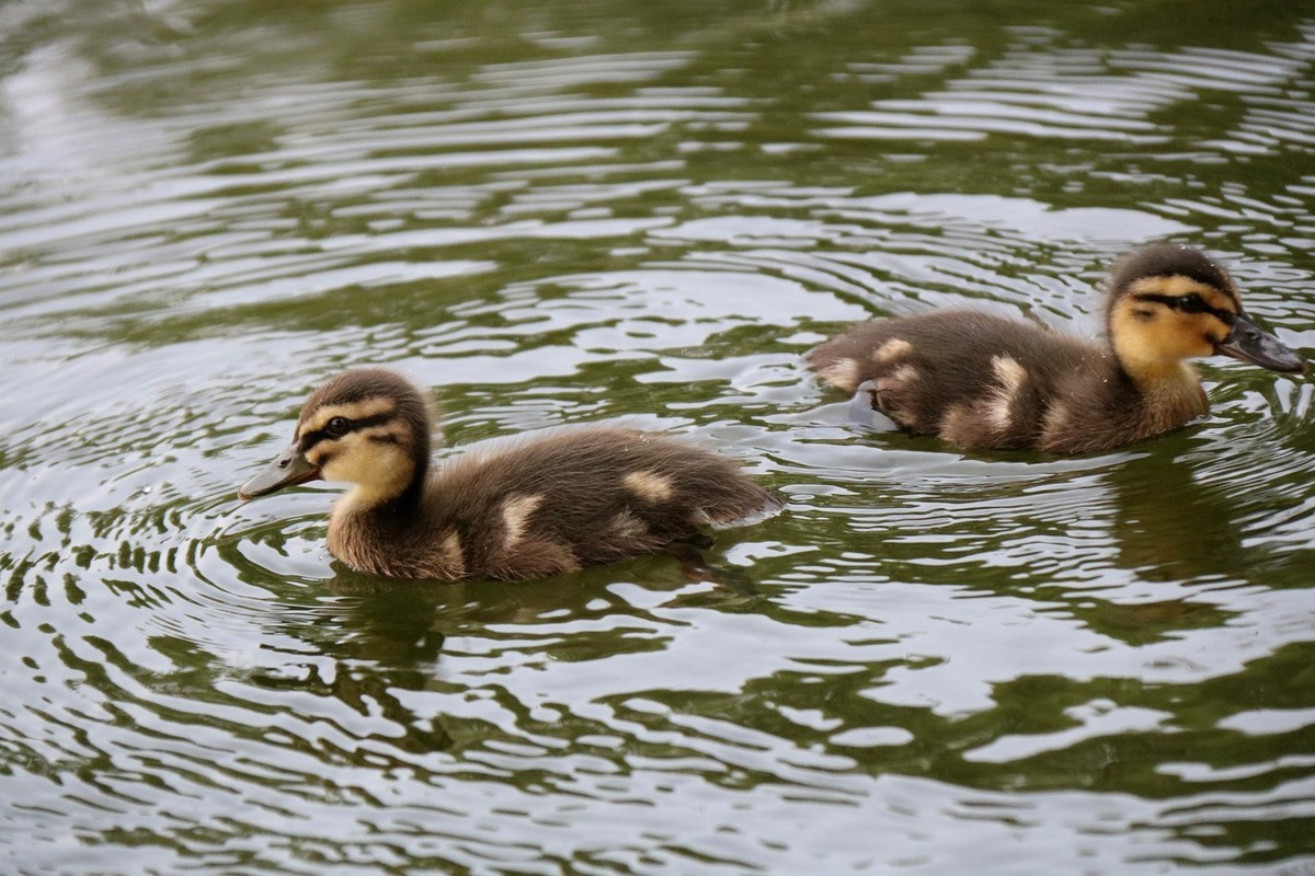 一拨一拨的野鸭子长大了