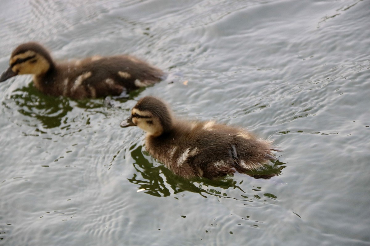 一拨一拨的野鸭子长大了