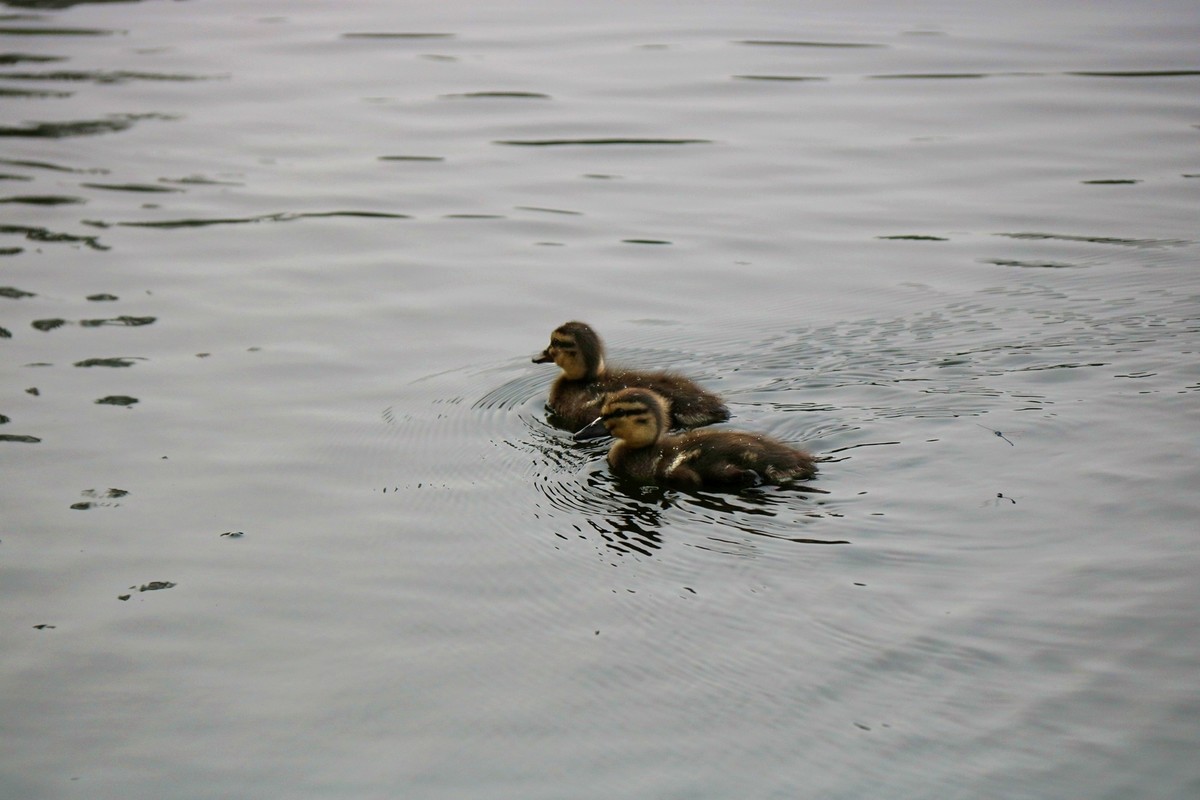 一拨一拨的野鸭子长大了
