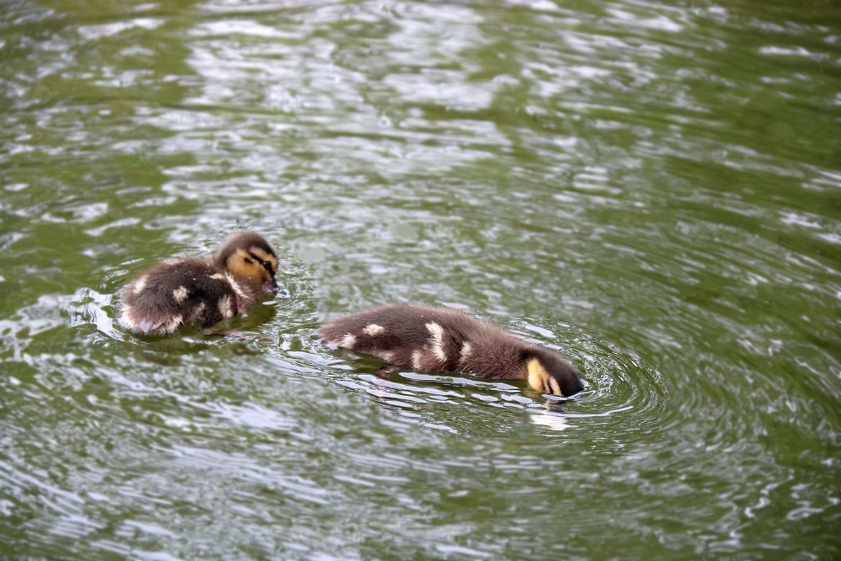 一拨一拨的野鸭子长大了