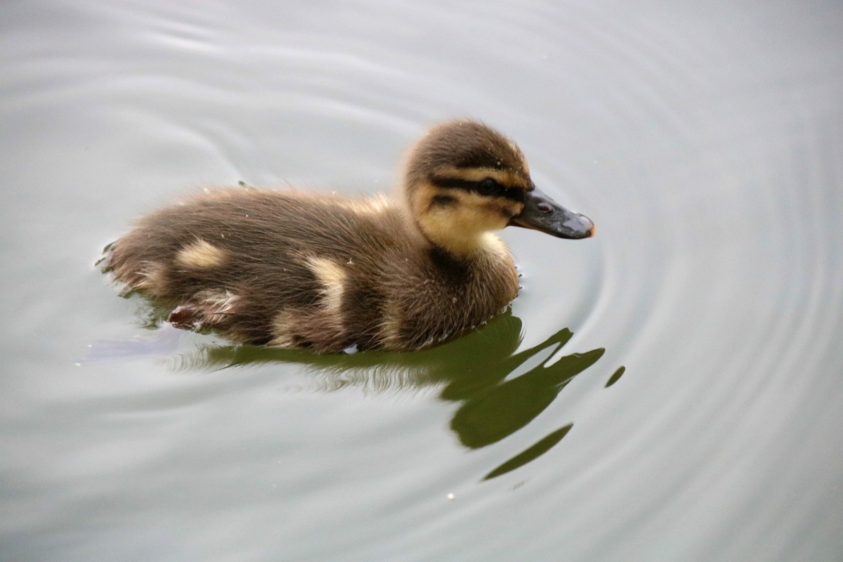 一拨一拨的野鸭子长大了