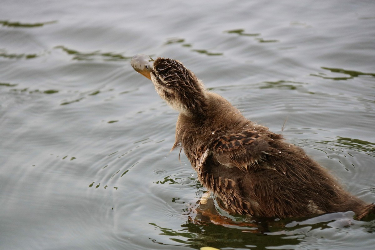 一拨一拨的野鸭子长大了