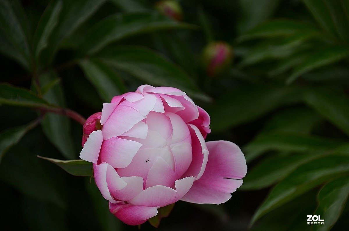 粉色芍藥花