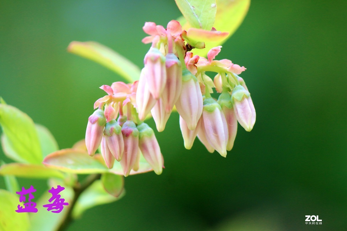 杂拍-草长莺飞湘湖翠