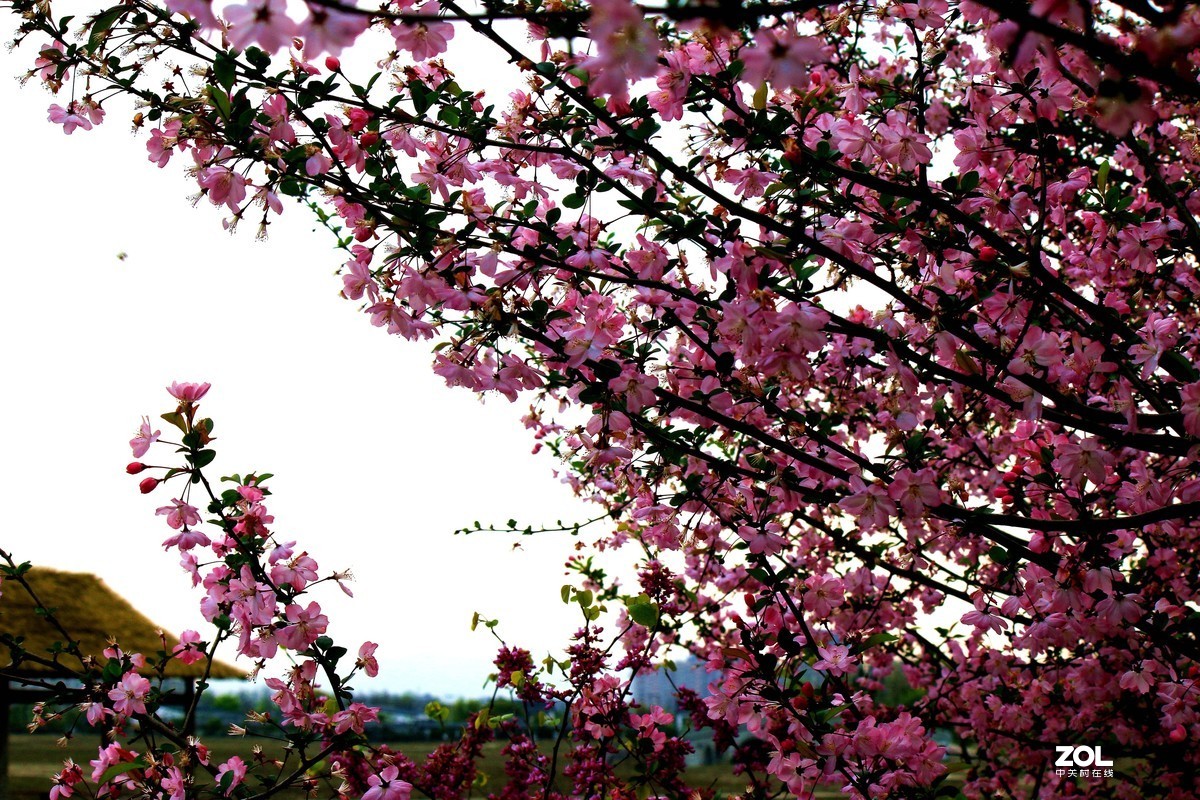 杂拍-草长莺飞湘湖翠