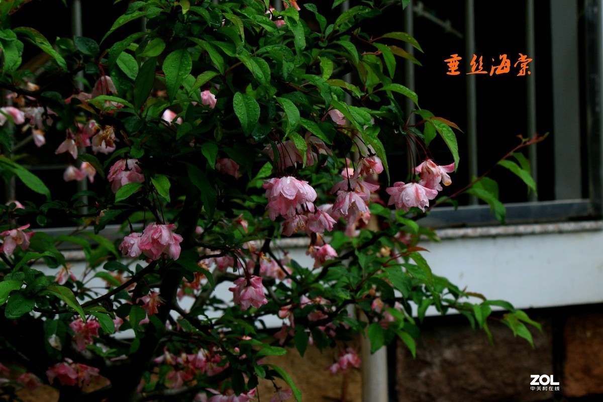 杂拍-草长莺飞湘湖翠