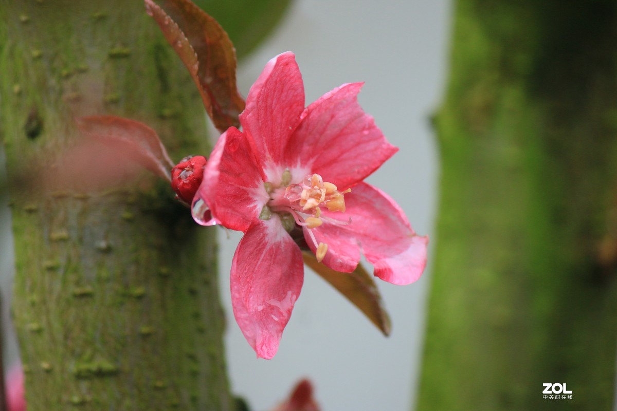 杂拍-草长莺飞湘湖翠