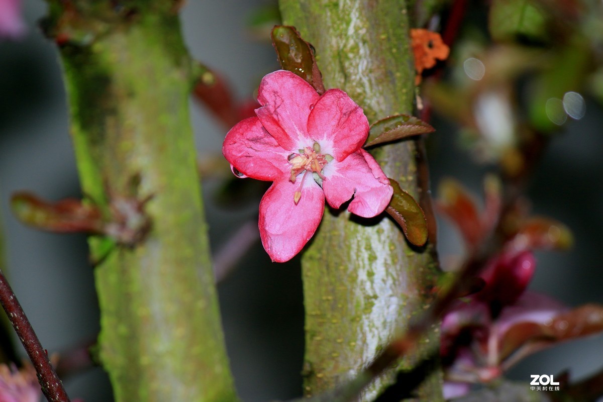 杂拍-草长莺飞湘湖翠