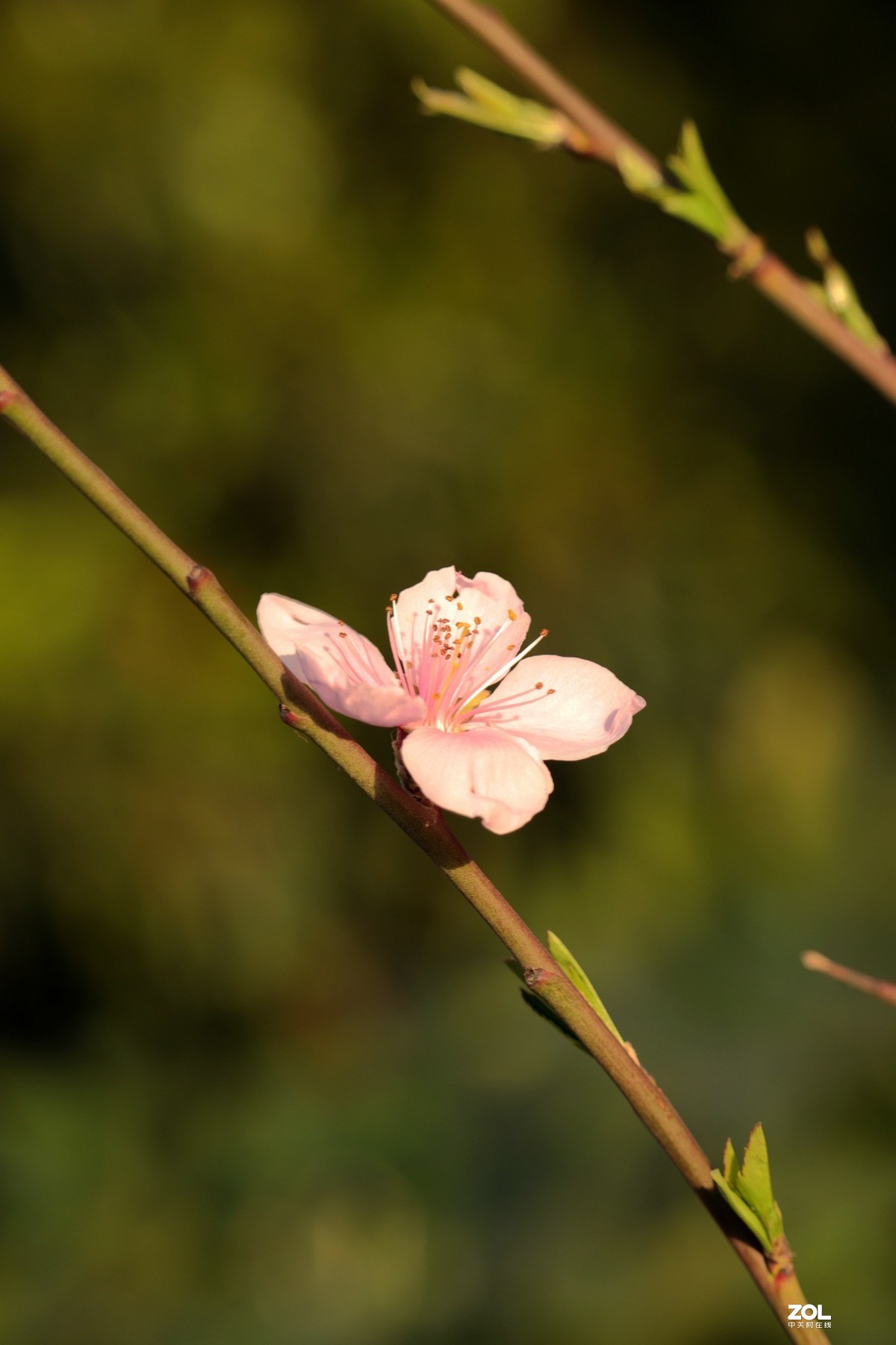 桃花朵朵開3