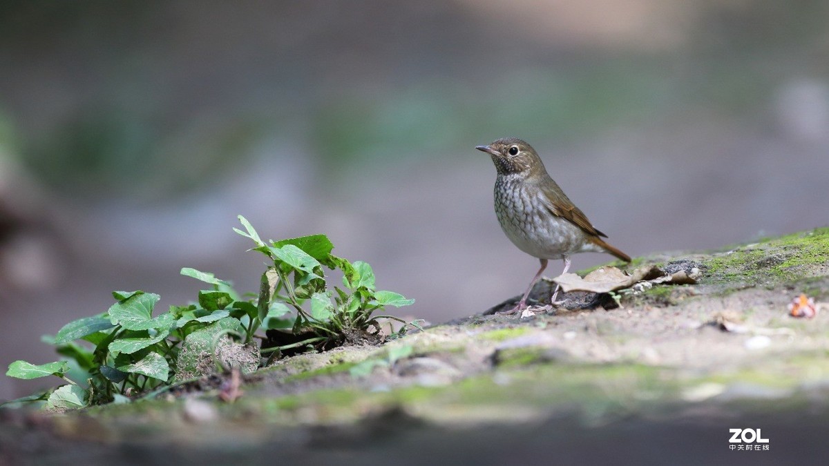 教你如何发挥出极致的创作力 摄影师安妮谈佳能生态旗舰机