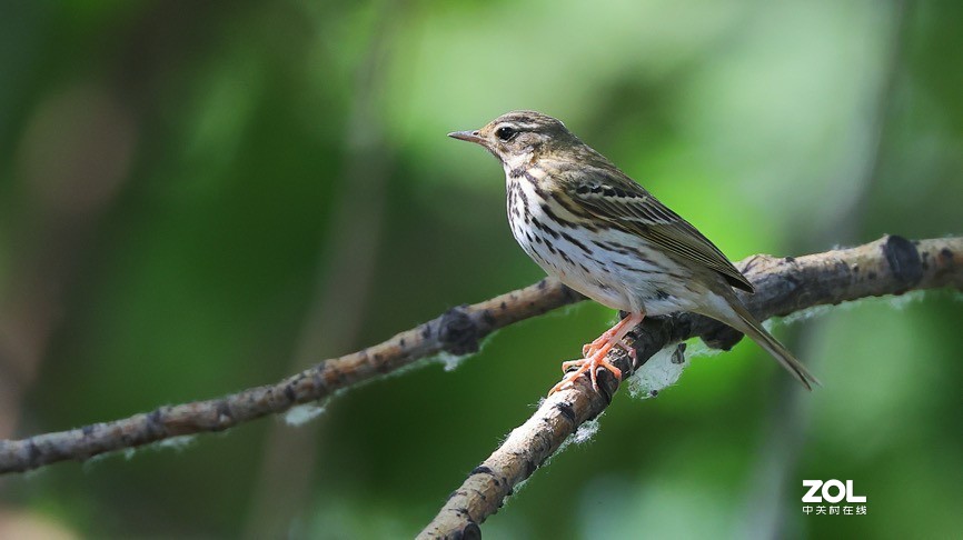 教你如何发挥出极致的创作力 摄影师安妮谈佳能生态旗舰机