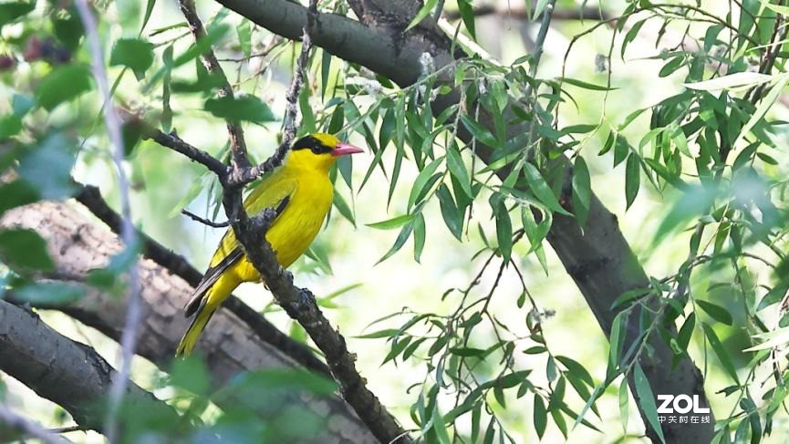 教你如何发挥出极致的创作力 摄影师安妮谈佳能生态旗舰机