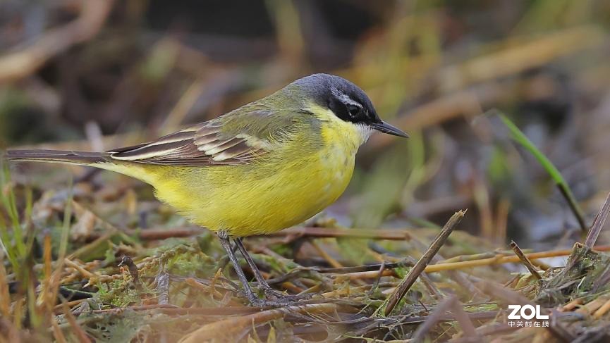 教你如何发挥出极致的创作力 摄影师安妮谈佳能生态旗舰机