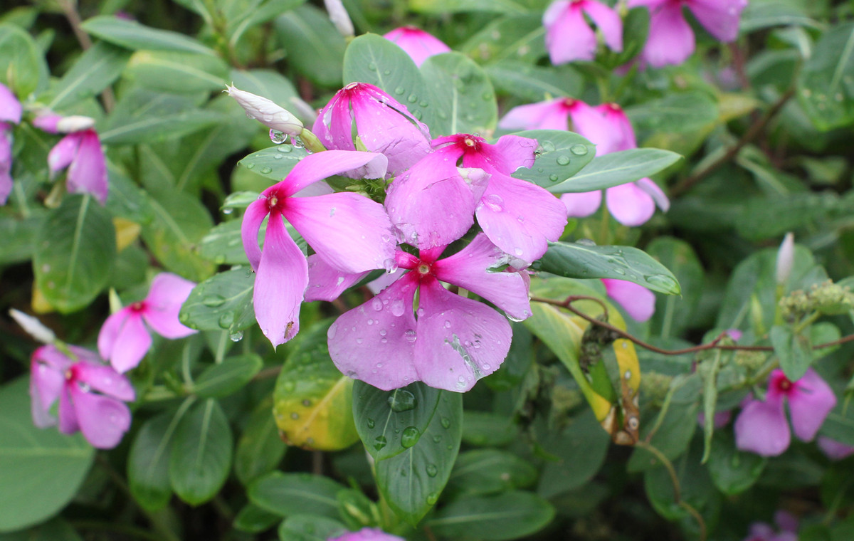 花朵试拍--日本镜头太苦玛Takumar 28mm F3.5