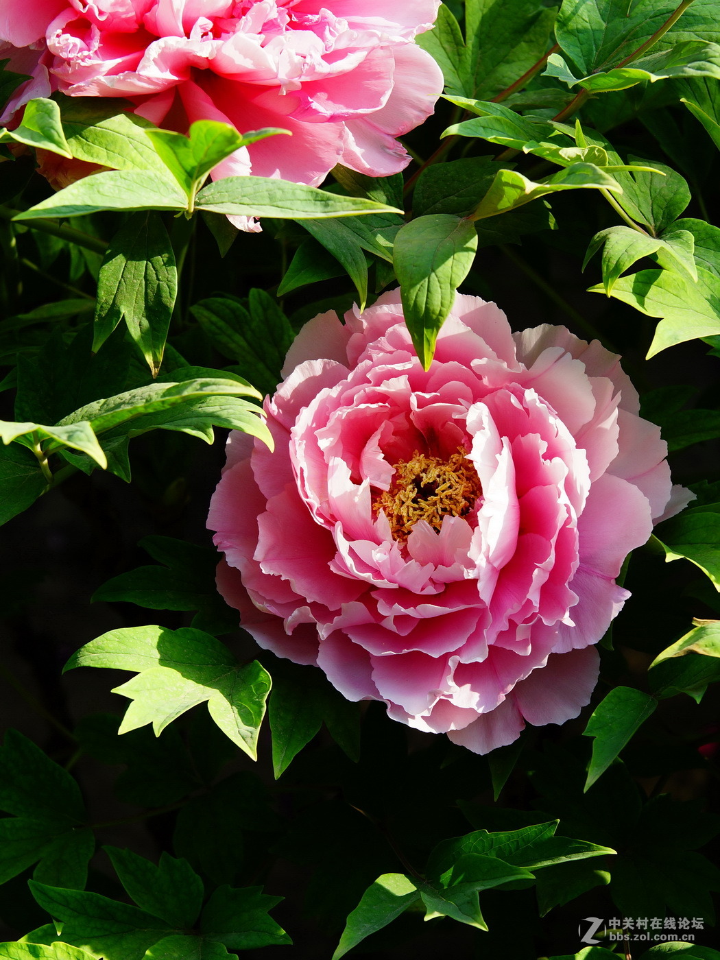 景山公园的五彩牡丹