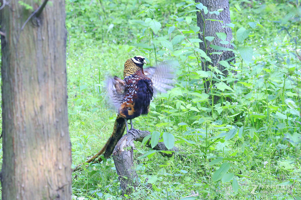 ----------白冠长尾雉----------