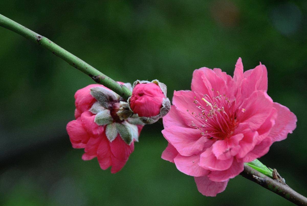 春天的桃花紅