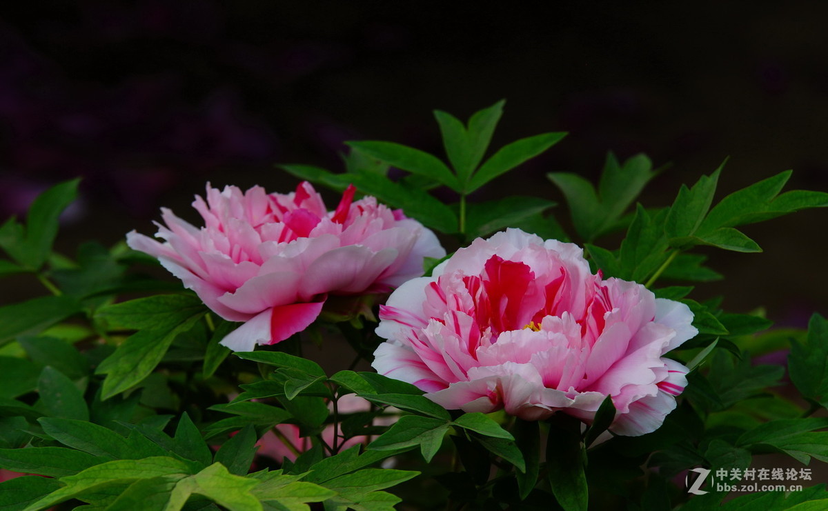 景山公园的五彩牡丹