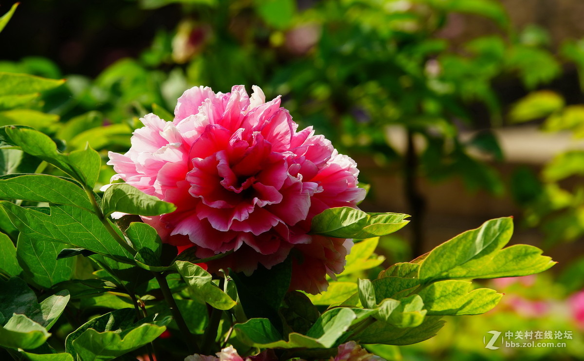 景山公园的五彩牡丹