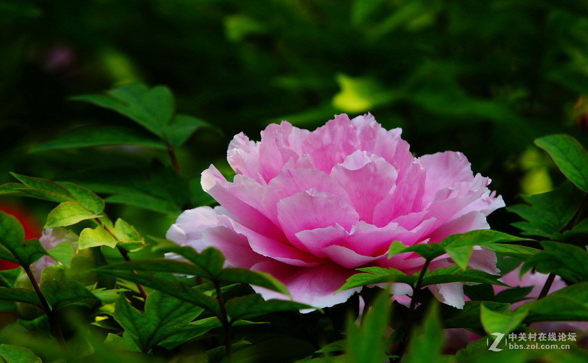 景山公园的五彩牡丹