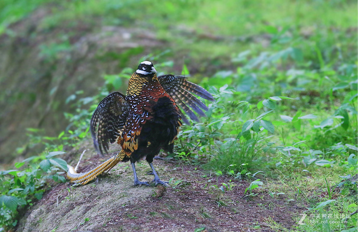 ----------白冠长尾雉----------