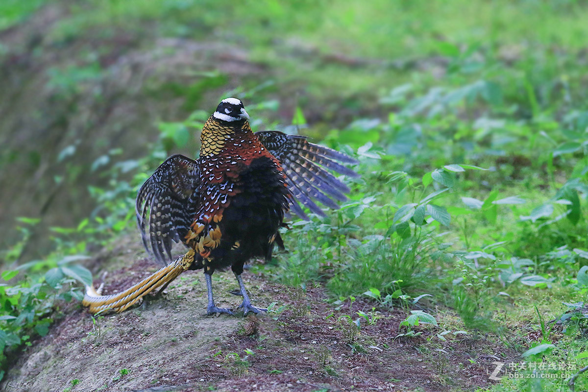 ----------白冠长尾雉----------